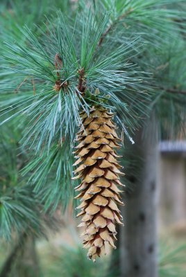 Pinus ayacahuite - borovice mexická - šiška